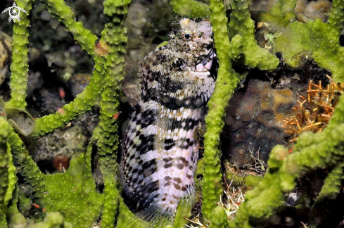 A blenny fish