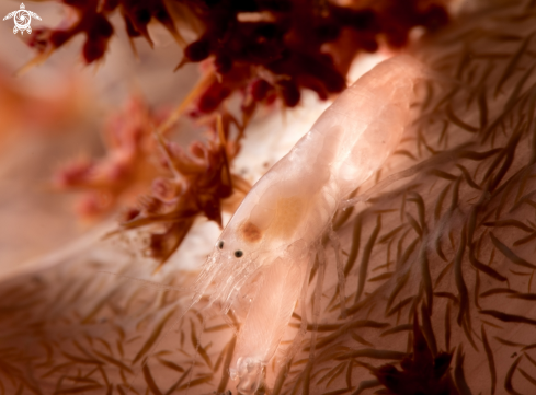 A Soft coral snapping shrimp