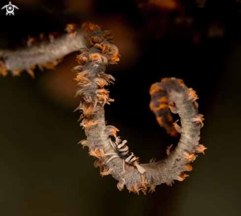 A Wire coral shrimp