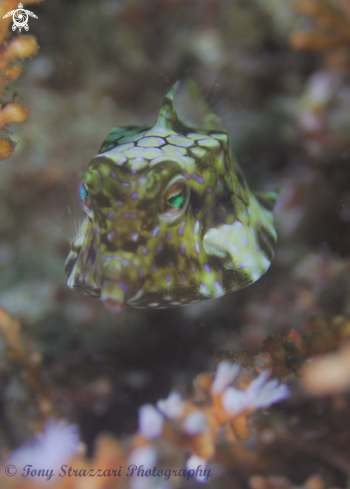 A Lactoria fornasini | Thorny-back cowfish