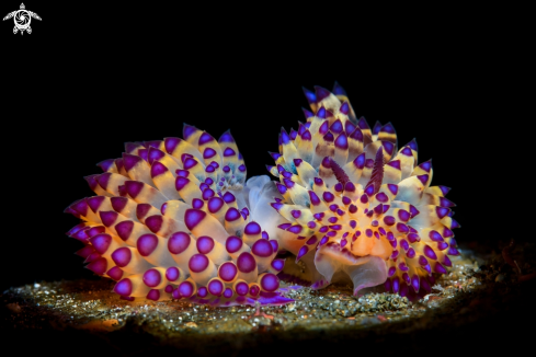 A Janolous Nudi