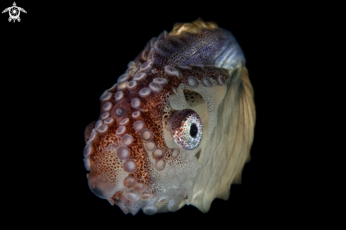 A Paper Nautilus 