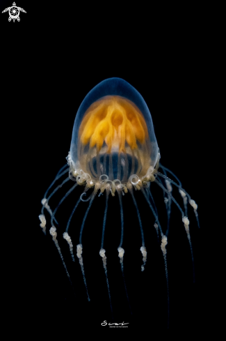 A Jelly Fish