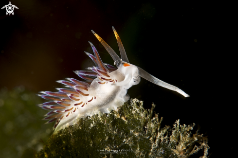 A Cratena peregrina | Cratena 