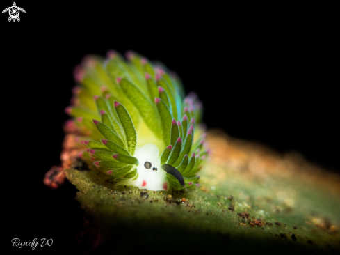 A Costasiella Kuroshimae | Nudibranch