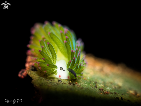 A Nudibranch