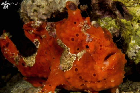 A Frogfish