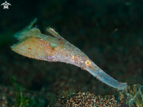 A robuste ghostpipefish