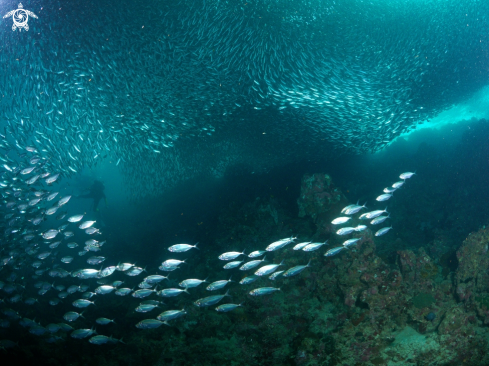 A sardines at moalboal