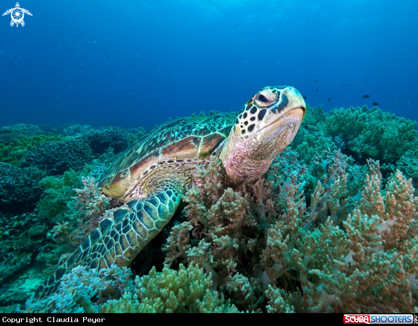A turtle at Apo Island