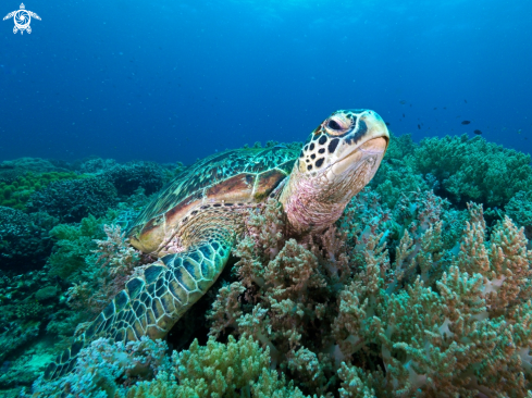 A turtle at Apo Island