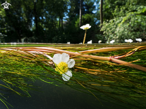 A riverflowers in Switzerland