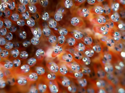 A clownfish eggs