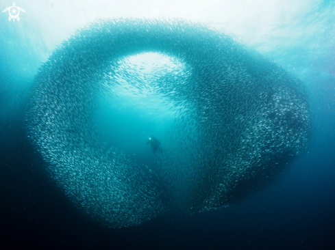 A sardines at moalboal