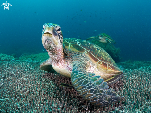 A seaturtles at Apo Island