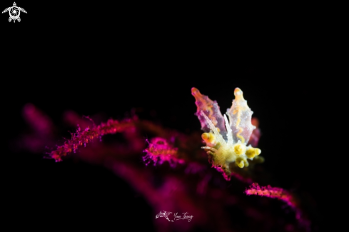 A Eubranchus sp | nudibranch