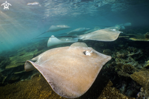 A Pink Whip Stingray