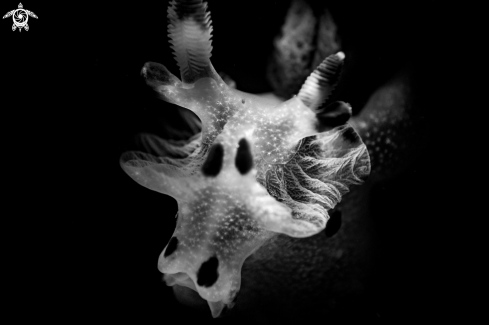 A Thecacera sp. | Thecacera nudibranch
