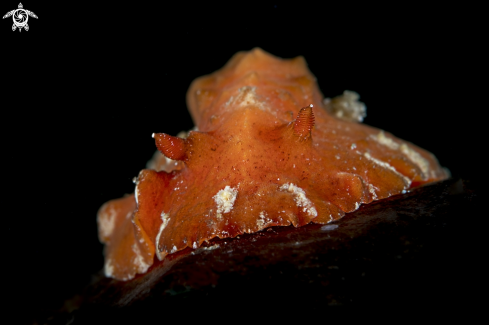 A Red Nudi