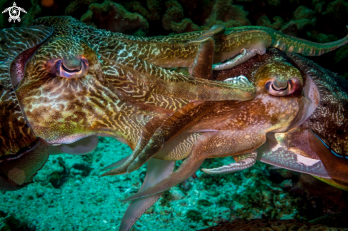 A Cuttlefish