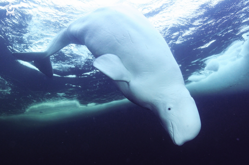 A Delphinapterus leucas | Beluga 