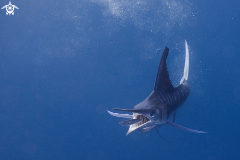 A Striped Marlin 