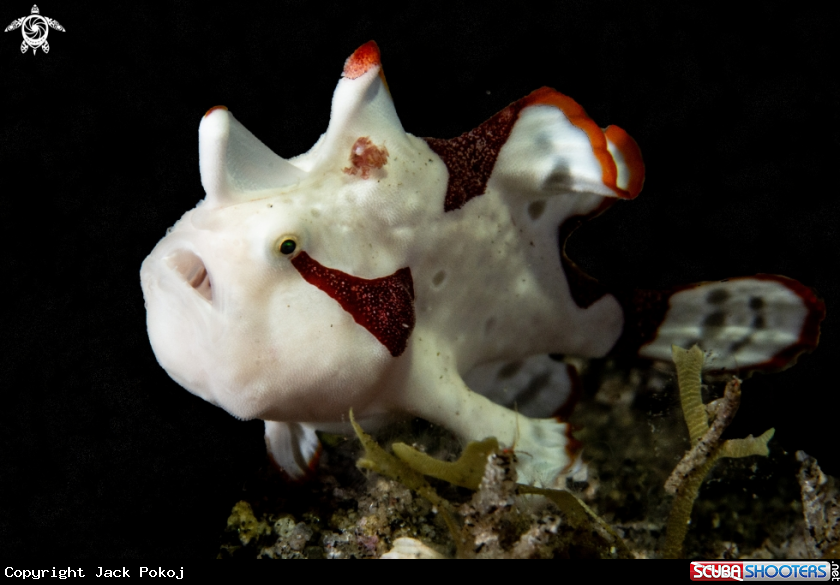 A Clown frogfish