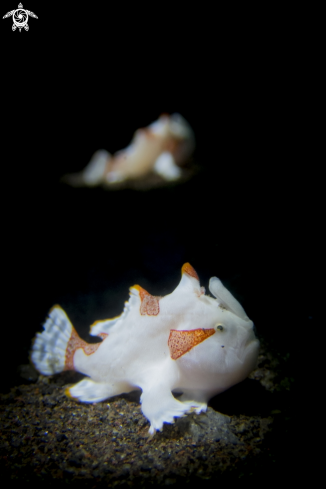 A Frog Fish Juvenile