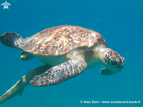 A hawksbill turtles