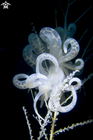 A Phyllodesmium iriomotense and Skeleton Shrimp