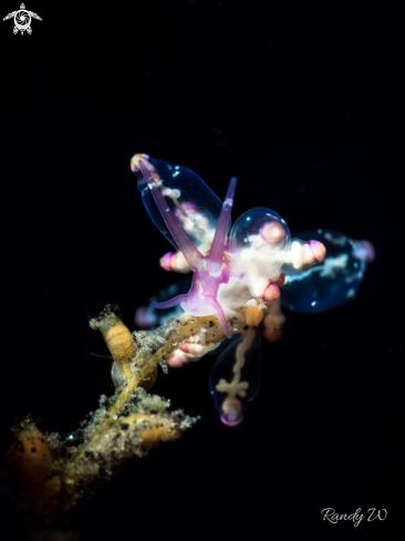 A Nudibranch