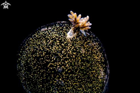 A Cuthona Flavovulta | Nudibranch