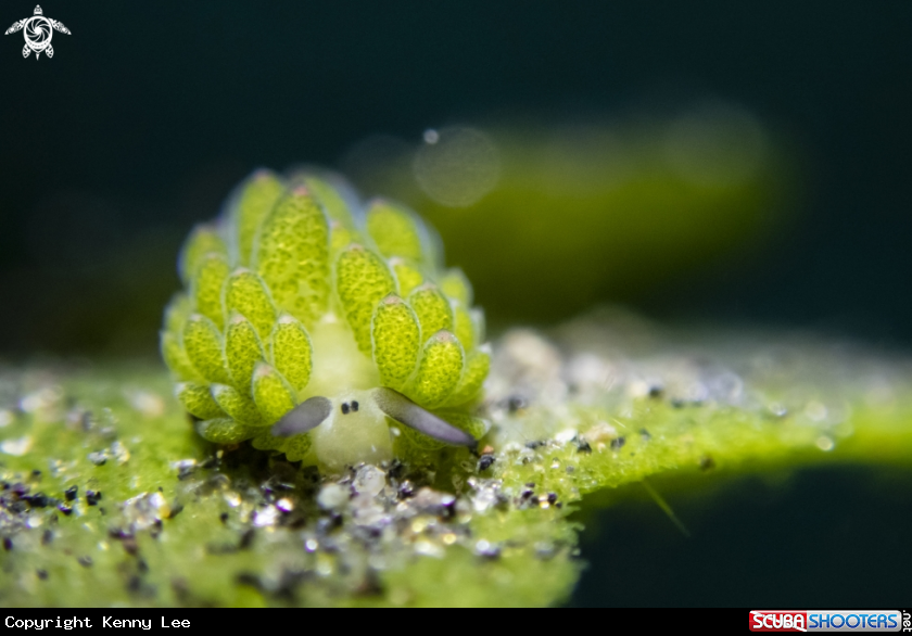 A Leaf-sheep Nudibranch