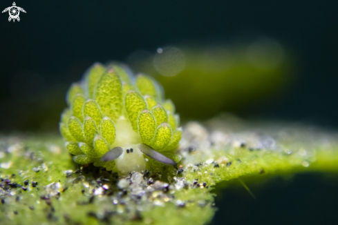 A Costasiella kuroshimae | Leaf-sheep Nudibranch