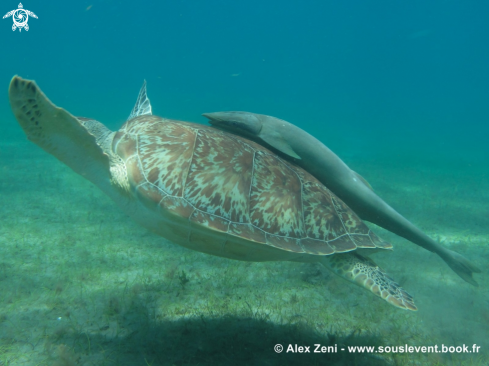 A hawksbill turtles