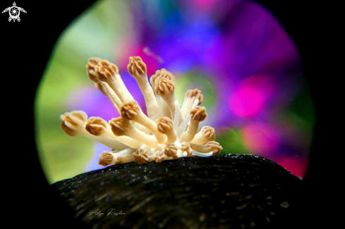 A Nudibranch