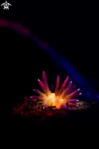 A Cuthona sp | Nudibranch