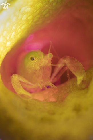 A Sponge shrimp