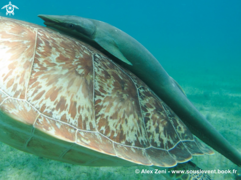 A hawksbill turtles