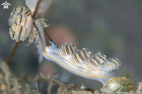 A Donut Nudibranch