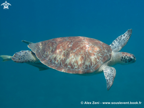 A hawksbill turtles