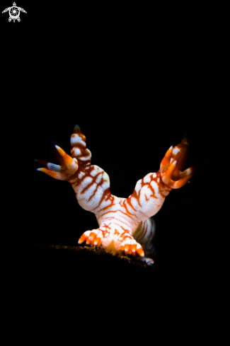 A Bornella Stellifer | Nudibranch