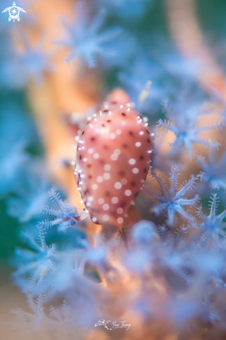 A cowrie | snail