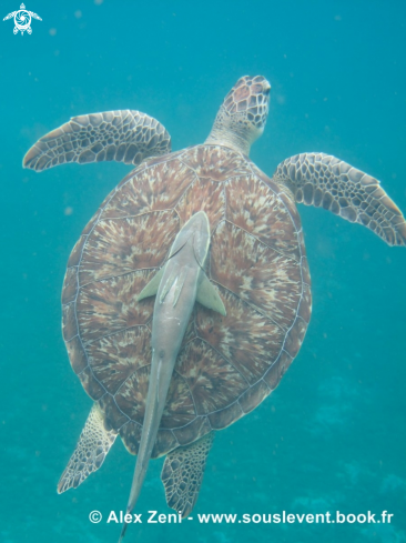 A hawksbill turtles