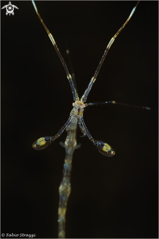 A Skeleton Shrimp