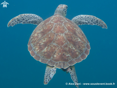 A hawksbill turtles