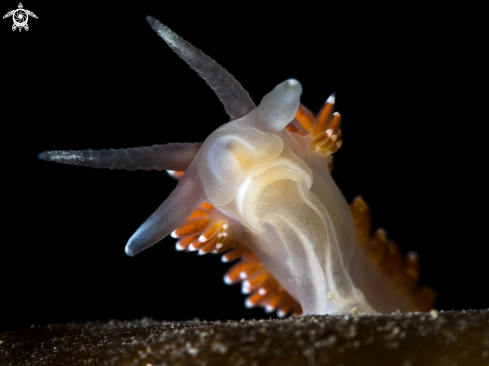 A nudibranch