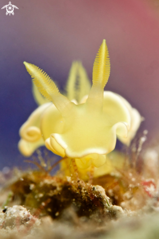 A Yellow Nudi