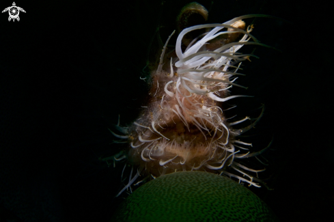 A Antenarius striatus | Hairy Frogfish