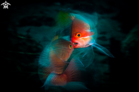 A Anthias fish